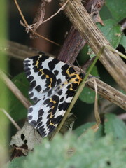 Abraxas grossulariata