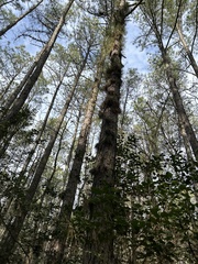 Pinus serotina
