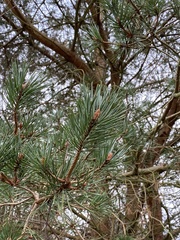 Pinus sylvestris