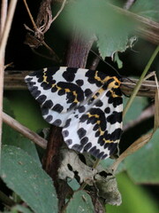 Abraxas grossulariata