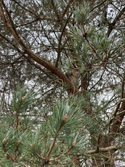 Pinus sylvestris