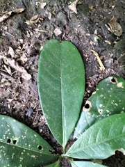 Beilschmiedia dalzellii