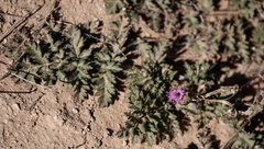 Erodium