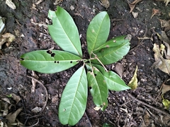 Beilschmiedia dalzellii