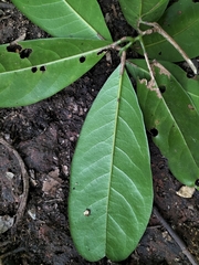 Beilschmiedia dalzellii
