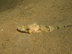 Platycephalidae