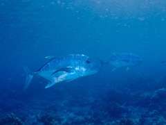 Caranx ignobilis