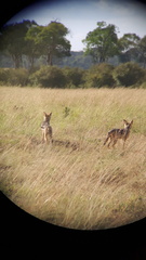 Lupulella mesomelas schmidti
