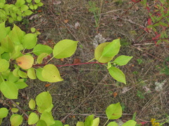 Rosaceae