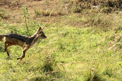 Lupulella mesomelas schmidti