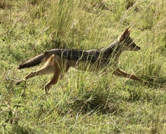 Lupulella mesomelas schmidti