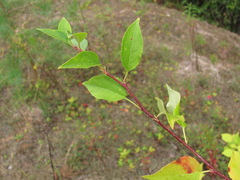 Rosaceae