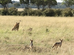 Lupulella mesomelas schmidti