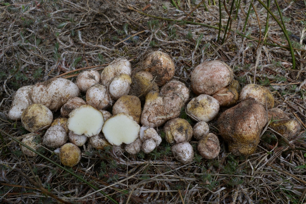 blushing false truffle from Tillamook County, OR, USA on September 22