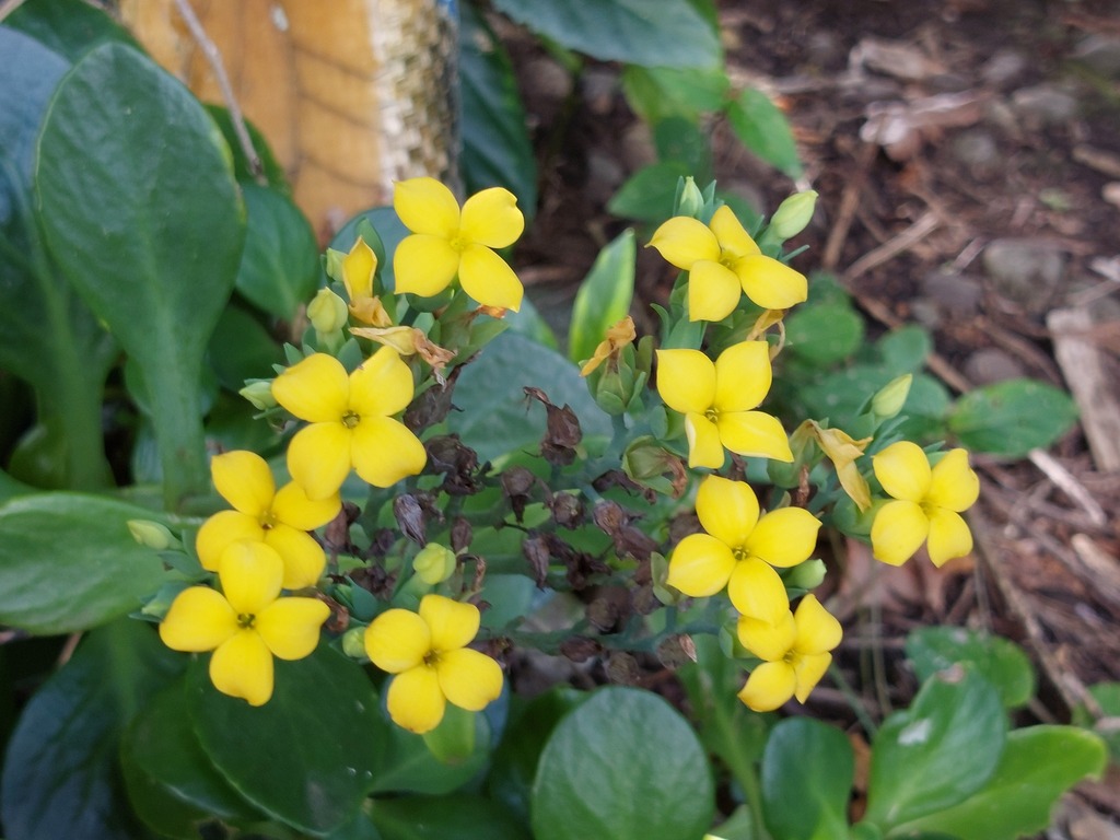 Kalanchoe tashiroi; photograph 胡正恆(Jackson Hu), CC BY, iNaturalist via GBIF