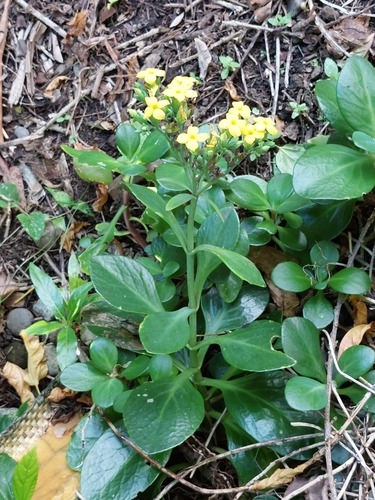 Kalanchoe tashiroi, photograph 1