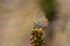 Callophrys affinis