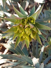 Euphorbia rigida