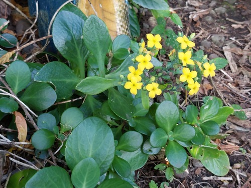 Kalanchoe tashiroi, photograph 2