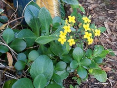 胡正恆(Jackson Hu), CC BY, iNaturalist via GBIF Kalanchoe tashiroi, photograph 胡正恆(Jackson Hu), CC BY, iNaturalist via GBIF