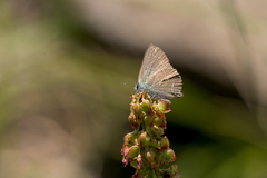 Callophrys affinis