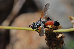 Cylindromyia brassicaria