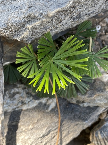 Actiniopteris radiata (Actiniopteris radiata)