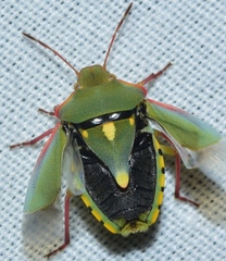 Brachynema purpureomarginatum triguttatum