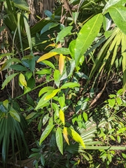 Pseudopanax