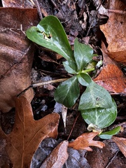 Euonymus fortunei