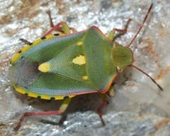 Brachynema purpureomarginatum triguttatum