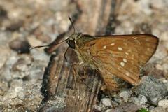 Pithauria marsena