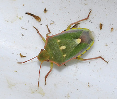 Brachynema purpureomarginatum triguttatum