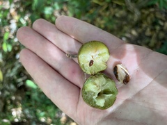 Sapotaceae