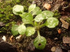 Arabidopsis thaliana