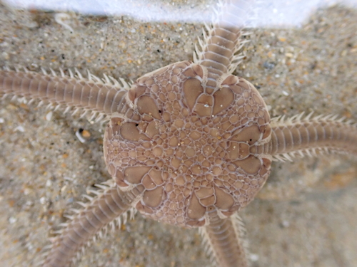 Serpent Star, photo 3 of 8