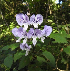 Plectranthus saccatus