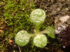 Arabidopsis thaliana