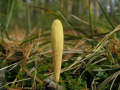 Clavariadelphus ligula