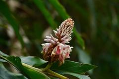 Alpinia shimadae