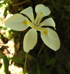 Dietes