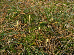 Clavariadelphus ligula