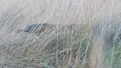 Myrmecophaga tridactyla