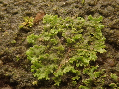 Phaeophyscia nigricans