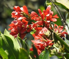 Alberta magna