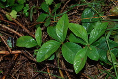 Lysimachia europaea