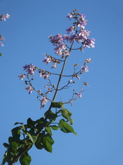 Paulownia