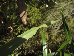 Ichneutica steropastis