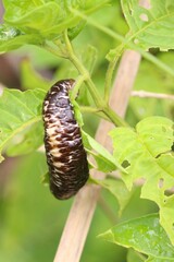 Laevicaulis natalensis natalensis