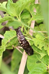 Laevicaulis natalensis natalensis